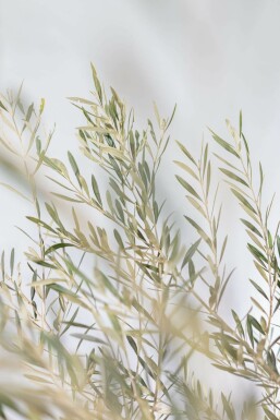 Olea europaea Olivträd skål 150-175 i kruka 40-60 Olea europaea 150-175 cm