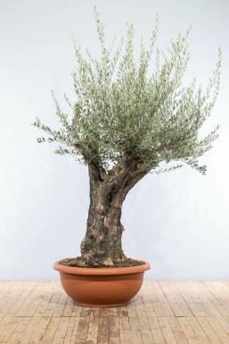 Olea europaea Olivträd skål 200-225 i kruka 80-100