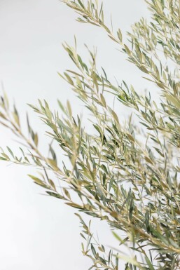 Olea europaea 200-225 cm