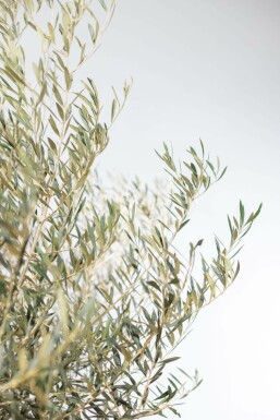 Olea europaea 200-225 cm