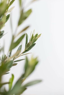 Olea europaea Olivträd buske 100-125 i kruka Olea europaea 100-125 cm