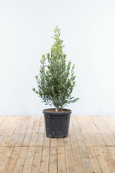 Olea europaea 150-175 cm