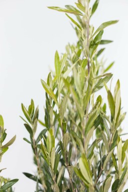 Olea europaea 150-175 cm