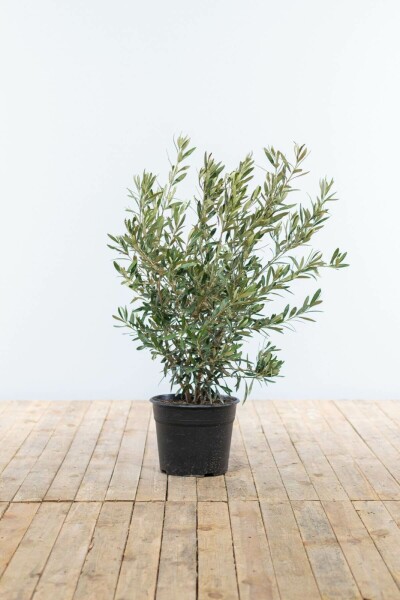 Olea europaea 60-80 cm
