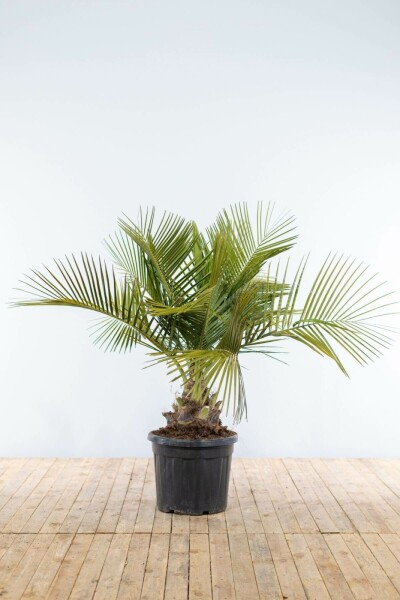 Butia capitata 125-150 cm