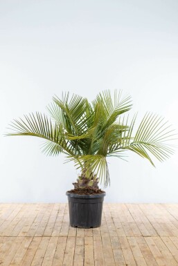 Butia capitata Butiapalm buske 125-150 i kruka Butia capitata 125-150 cm