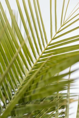 Butia capitata Butiapalm buske 60-80 i kruka Butia capitata 60-80 cm