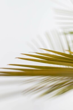Butia capitata 80-100 cm