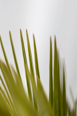 Butia capitata 80-100 cm
