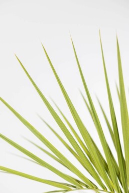 Butia capitata 80-100 cm