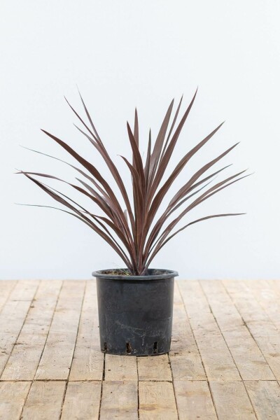 Cordyline australis 'Red Star' Syddracena buske 60-80 i kruka Cordyline australis 'Red Star' 60-80 cm