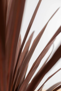 Cordyline australis 'Red Star' 60-80 cm