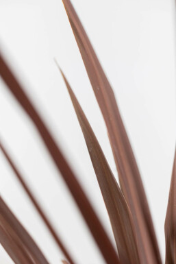 Cordyline australis 'Red Star' 60-80 cm