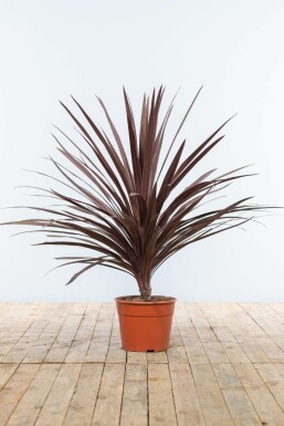 Cordyline australis 'Red Star' Syddracena buske 80-100 i kruka Cordyline australis 'Red Star' 80-100 cm
