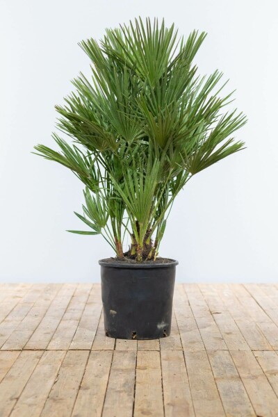 Chamaerops humilis 100-125 cm
