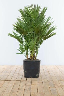 Chamaerops humilis 100-125 cm