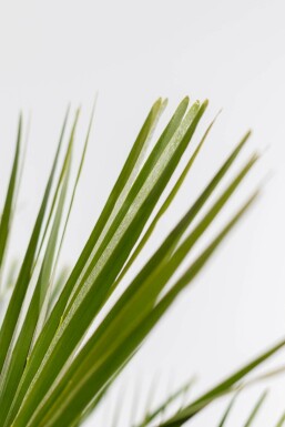 Chamaerops humilis 100-125 cm