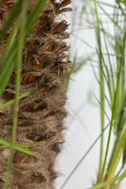 Chamaerops humilis 100-125 cm