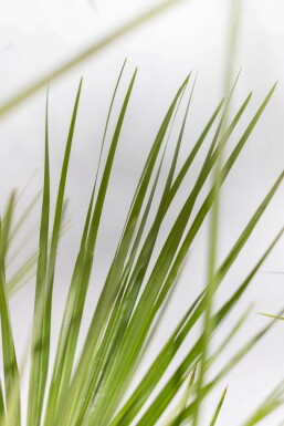 Chamaerops humilis 100-125 cm