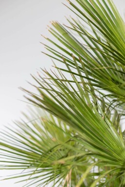 Chamaerops humilis 100-125 cm