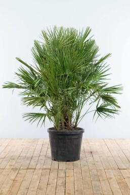 Chamaerops humilis 150-175 cm