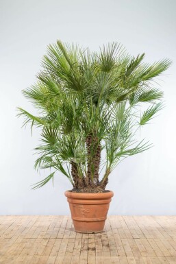 Chamaerops humilis 175-200 cm