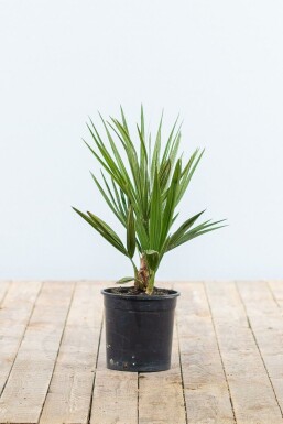 Chamaerops humilis 20-40 cm