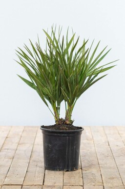 Chamaerops humilis 40-60 cm