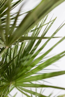 Chamaerops humilis 40-60 cm