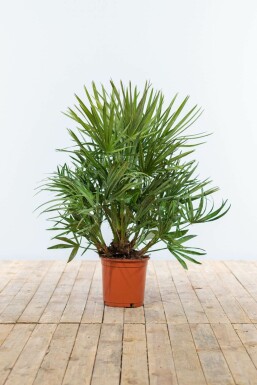 Chamaerops humilis 60-80 cm