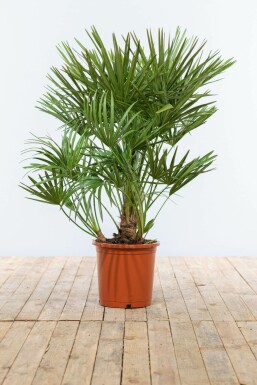 Chamaerops humilis 80-100 cm