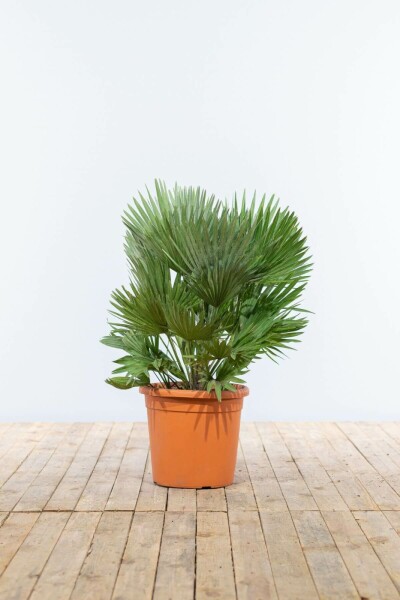 Chamaerops humilis 'Vulcano' 100-125 cm