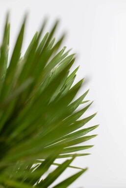 Chamaerops humilis 'Vulcano' 100-125 cm