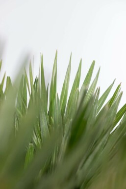 Chamaerops humilis 'Vulcano' 20-40 cm