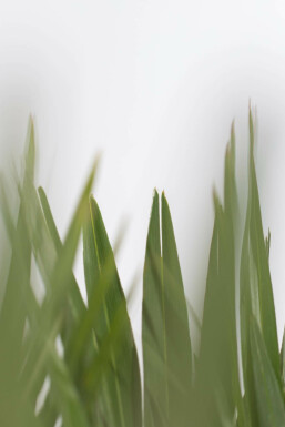 Chamaerops humilis 'Vulcano' Europeisk dvärgpalm buske 60-80 i kruka Chamaerops humilis 'Vulcano' 60-80 cm