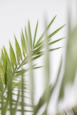 Phoenix canariensis 100-125 cm