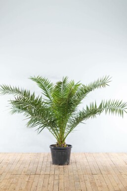Phoenix canariensis Kanariepalm buske 150-175 i kruka Phoenix canariensis 150-175 cm
