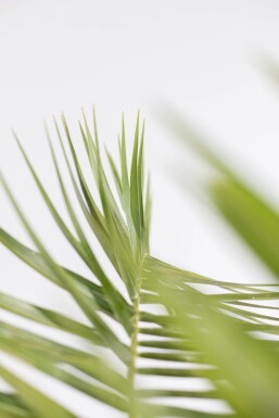Phoenix canariensis 175-200 cm