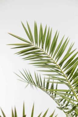 Phoenix canariensis 175-200 cm