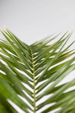 Phoenix canariensis 175-200 cm