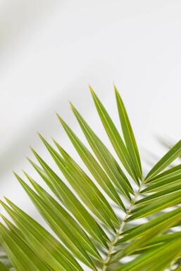 Phoenix canariensis 175-200 cm