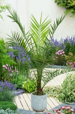 Phoenix canariensis 175-200 cm