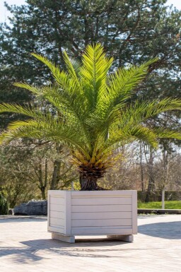 Phoenix canariensis 175-200 cm