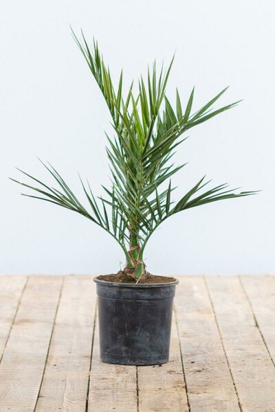 Phoenix canariensis 20-40 cm