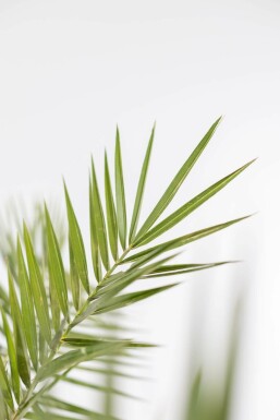 Phoenix canariensis Kanariepalm buske 40-60 i kruka Phoenix canariensis 40-60 cm