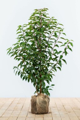 Prunus lusitanica 'Angustifolia' Laurel häck 60-80 rotboll Prunus lusitanica 'Angustifolia' 60-80 cm