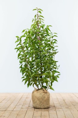 Prunus lusitanica 'Angustifolia' Laurel häck 80-100 rotboll