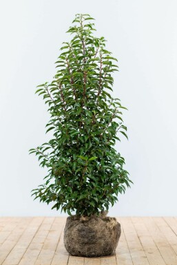Prunus lusitanica 'Angustifolia' Laurel häck 100-125 rotboll