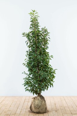 Prunus lusitanica 'Angustifolia' Laurel häck 125-150 rotboll