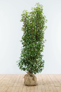 Prunus lusitanica 'Angustifolia' Laurel häck 150-175 rotboll Prunus lusitanica 'Angustifolia' 150-175 cm